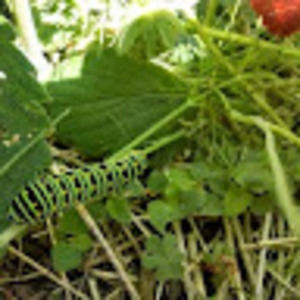 Meet your Posher, Rebekah